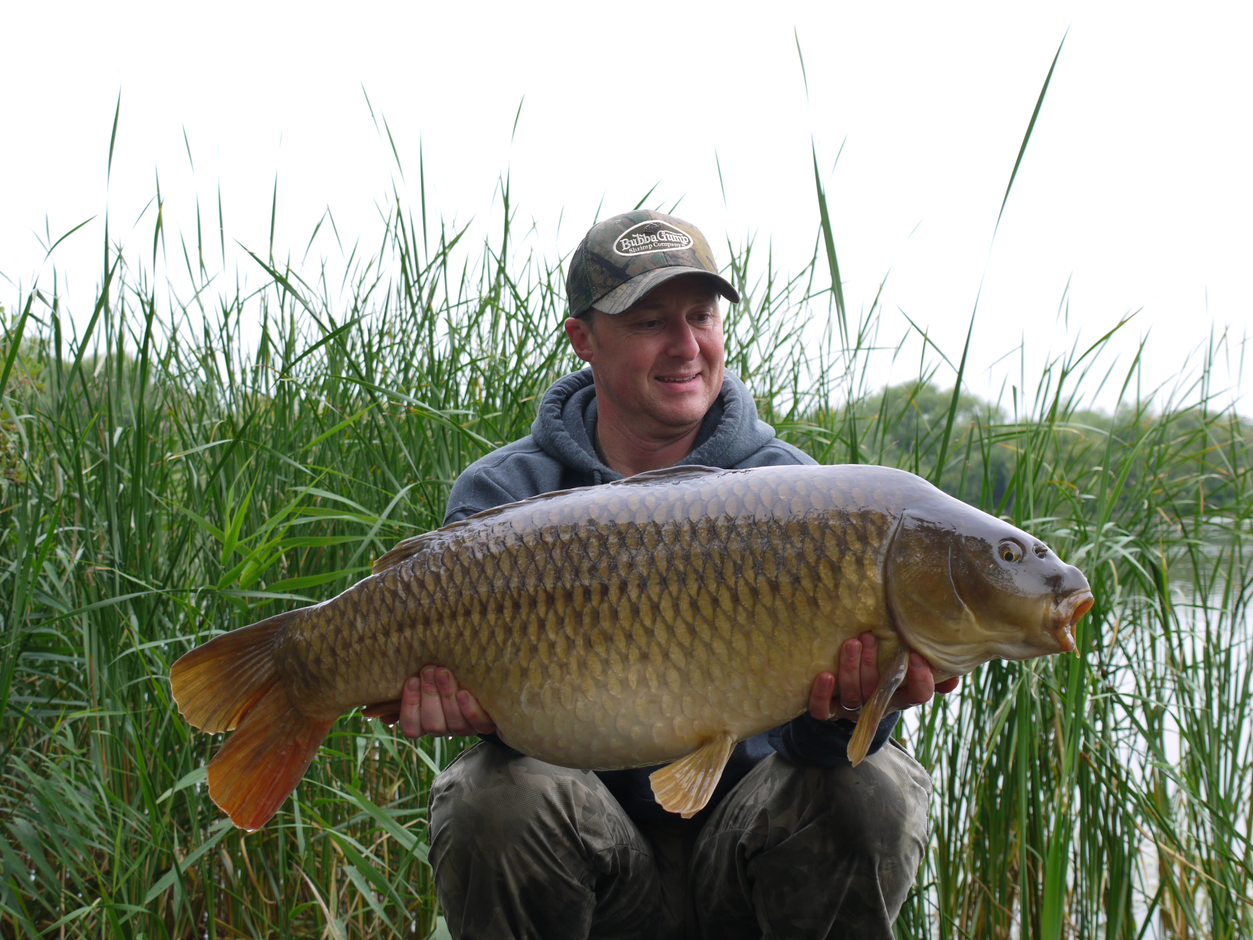 Mangrove Saddle Back